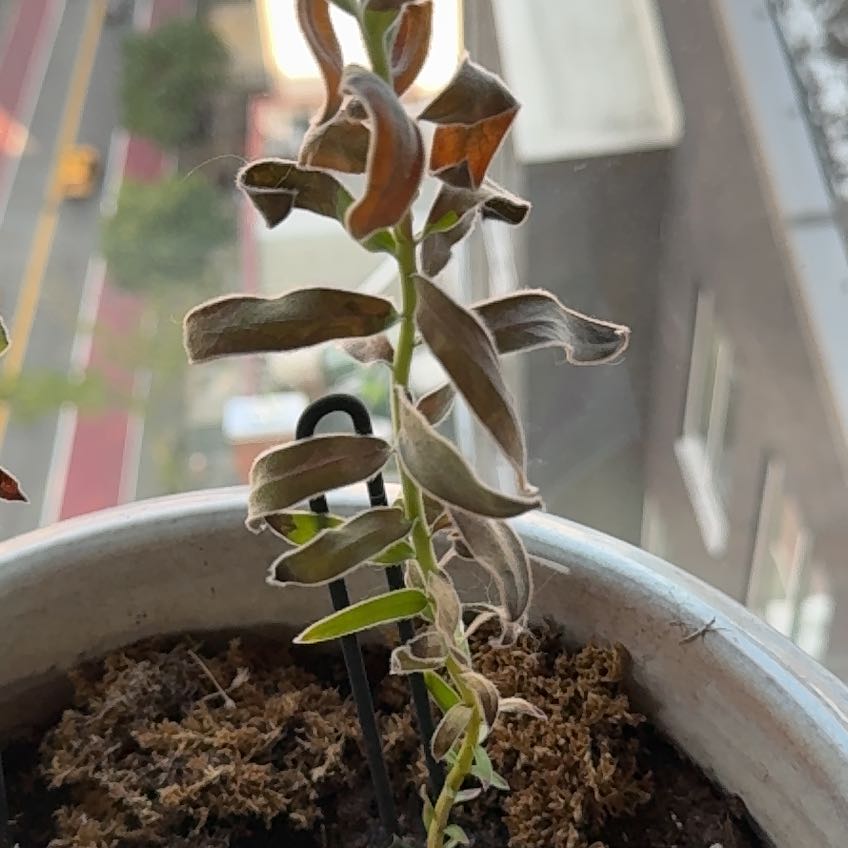 Photo of the plant species Pink Ice Protea by @FreeDragontree named Keanu Leaves on Greg, the plant care app