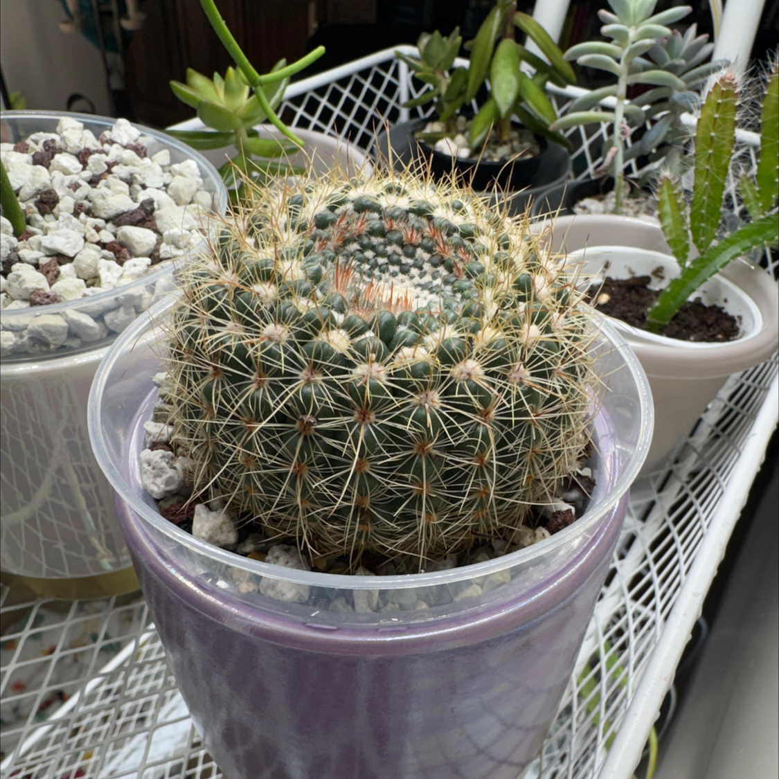 Photo of the plant species Parodia chrysacanthion by @BlessedMullein named Parodia chrysacanthion on Greg, the plant care app