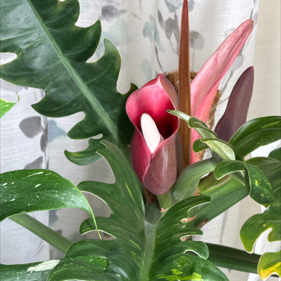 Photo of the plant species Philodendron Tiger Tooth by @BlessedMullein named Thaumatophyllum bipinnatifidum 'Narrow' on Greg, the plant care app