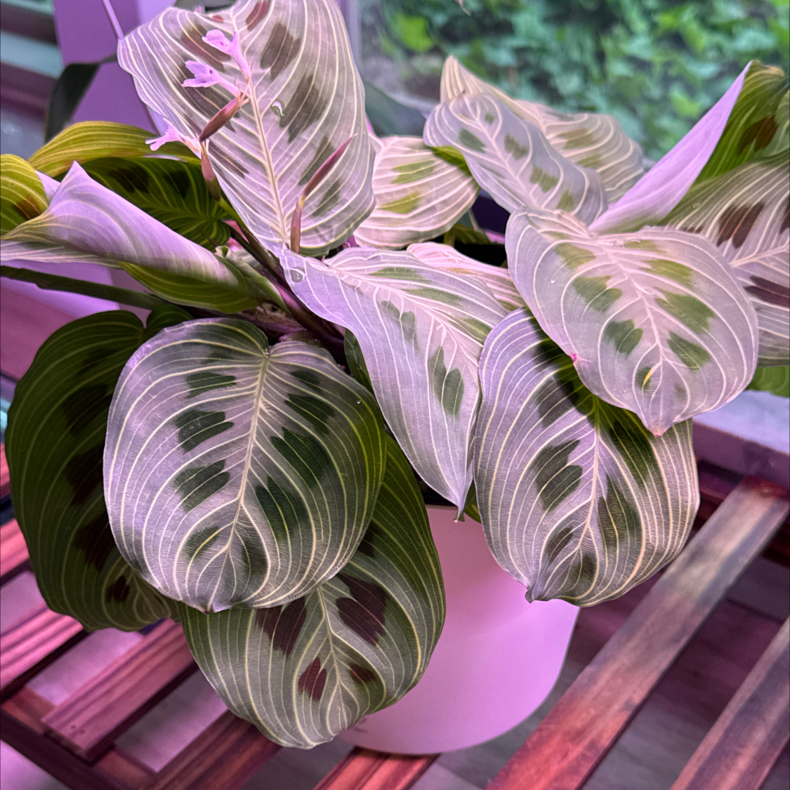 Photo of the plant species Maranta Light Veins by @BlessedMullein named Maranta Leuconeura 'Light Veins' on Greg, the plant care app