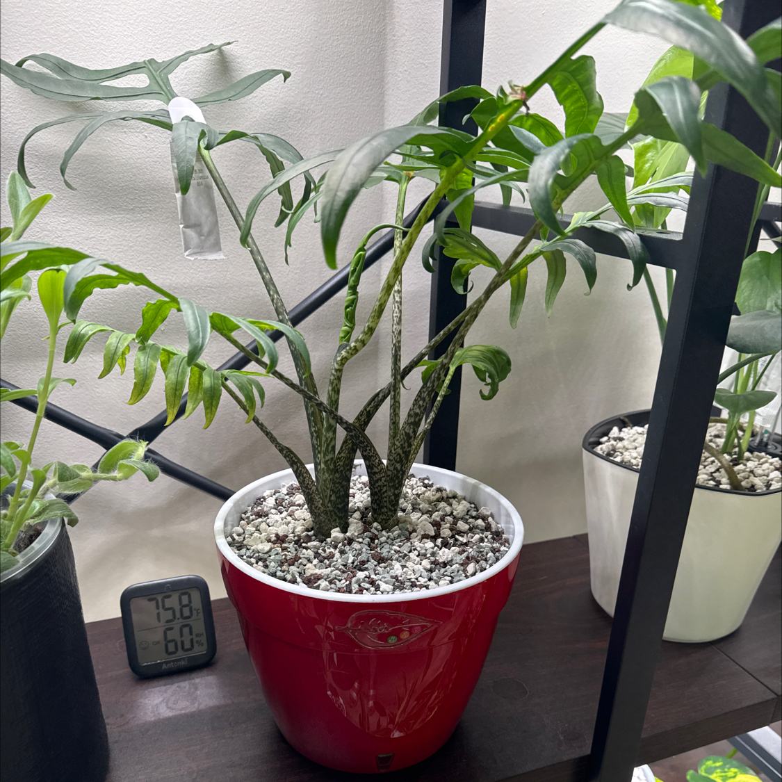 Photo of the plant species Alocasia brancifolia by @BlessedMullein named Brandy on Greg, the plant care app