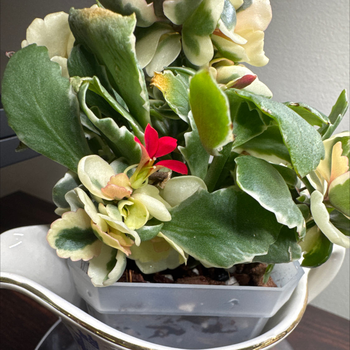 Photo of the plant species Kalanchoe blossfeldiana 'Creamed Scallops Variegata' by @BlessedMullein named Kalanchoe blossfeldiana on Greg, the plant care app