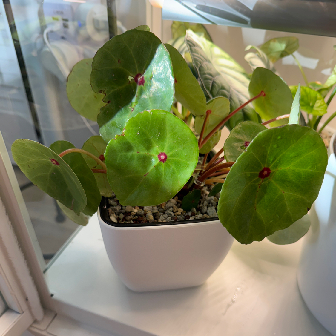 Photo of the plant species Red Ruby Begonia by @BlessedMullein named Begonia conchifolia var. rubrimacula on Greg, the plant care app