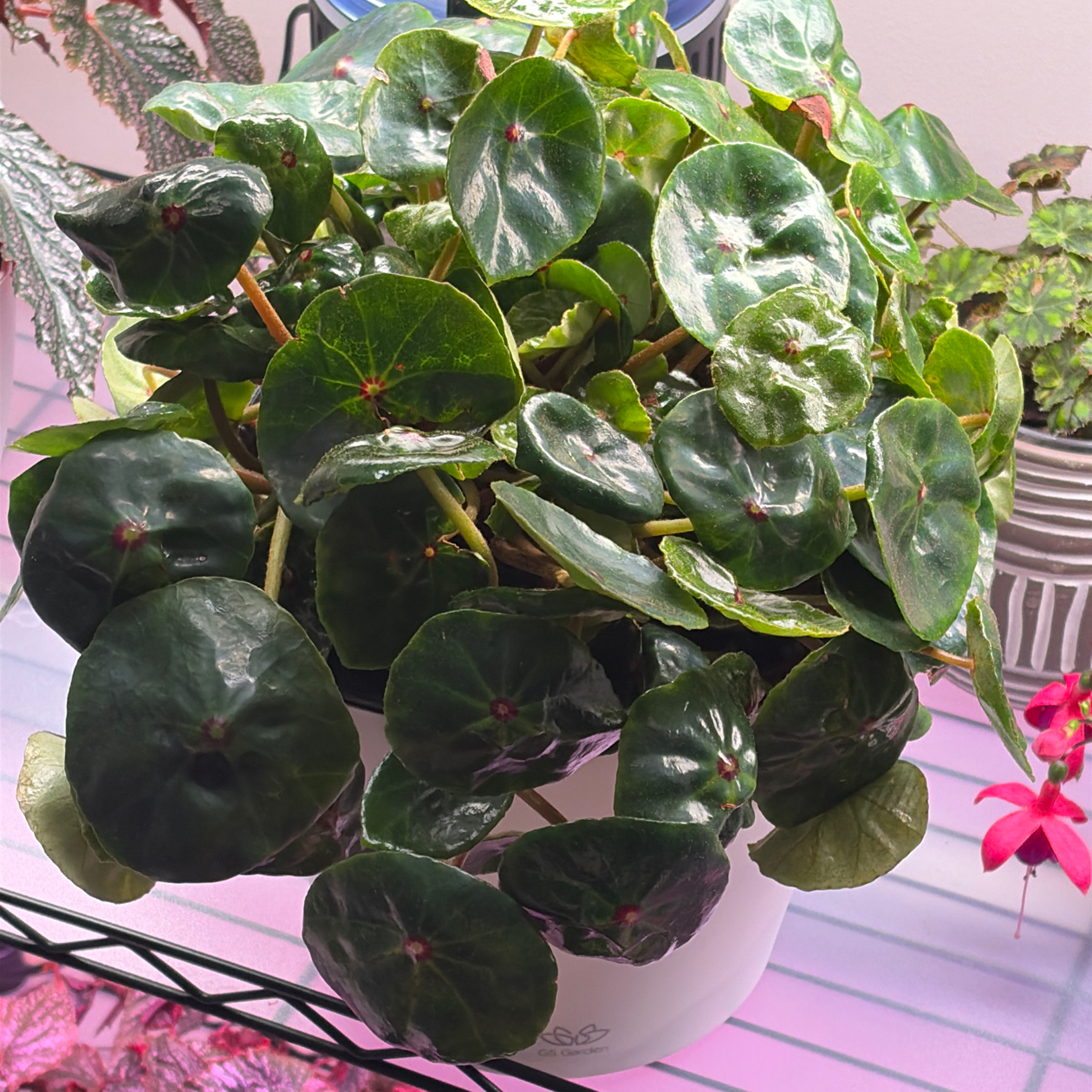 Photo of the plant species Red Ruby Begonia by @BlessedMullein named Begonia conchifolia var. rubrimacula on Greg, the plant care app