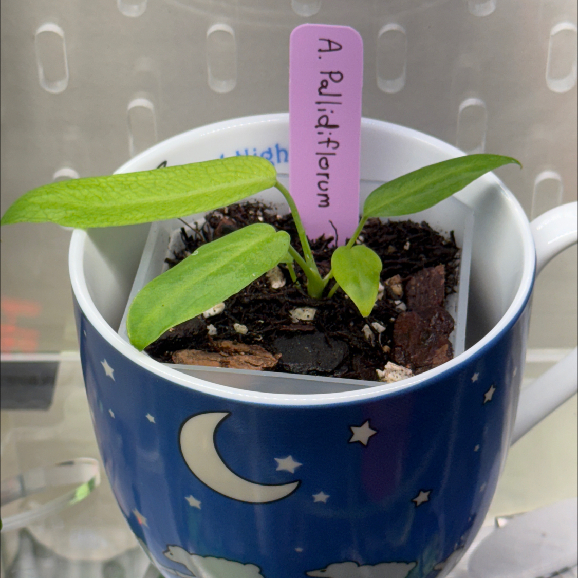 Photo of the plant species Strap Leaf Anthurium by @BlessedMullein named Anthurium Pallidiforum on Greg, the plant care app