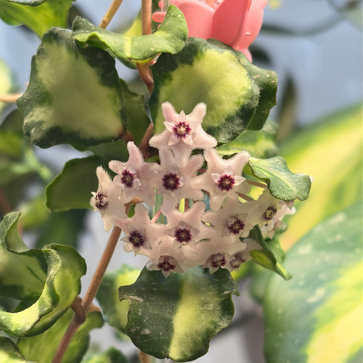 Photo of the plant species Hoya kanyakumariana by @BlessedMullein named Hoya Kanyakumariana Variegated on Greg, the plant care app
