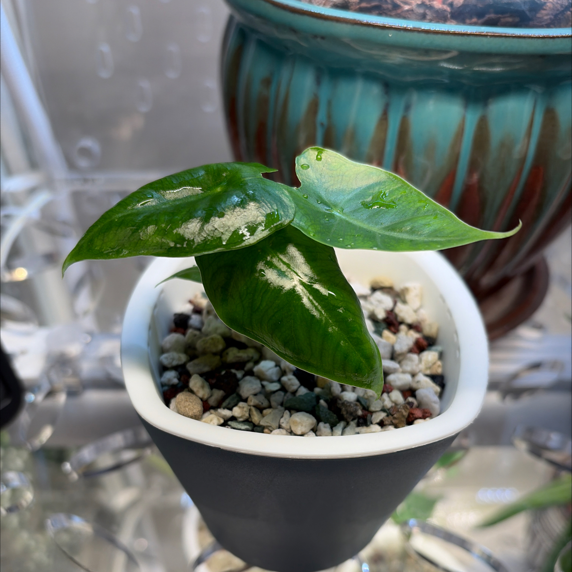 Photo of the plant species Alocasia Velvet Elvis by @BlessedMullein named Alocasia micholitziana 'Velvet Elvis' on Greg, the plant care app