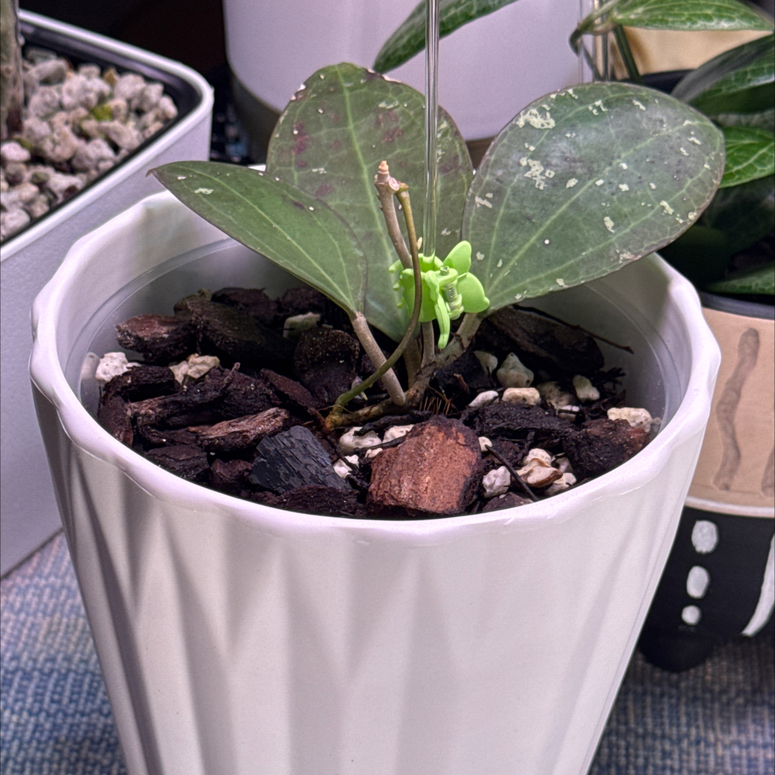 Photo of the plant species Paul Shirley's Hoya by @BlessedMullein named Hoya paulshirleyi on Greg, the plant care app