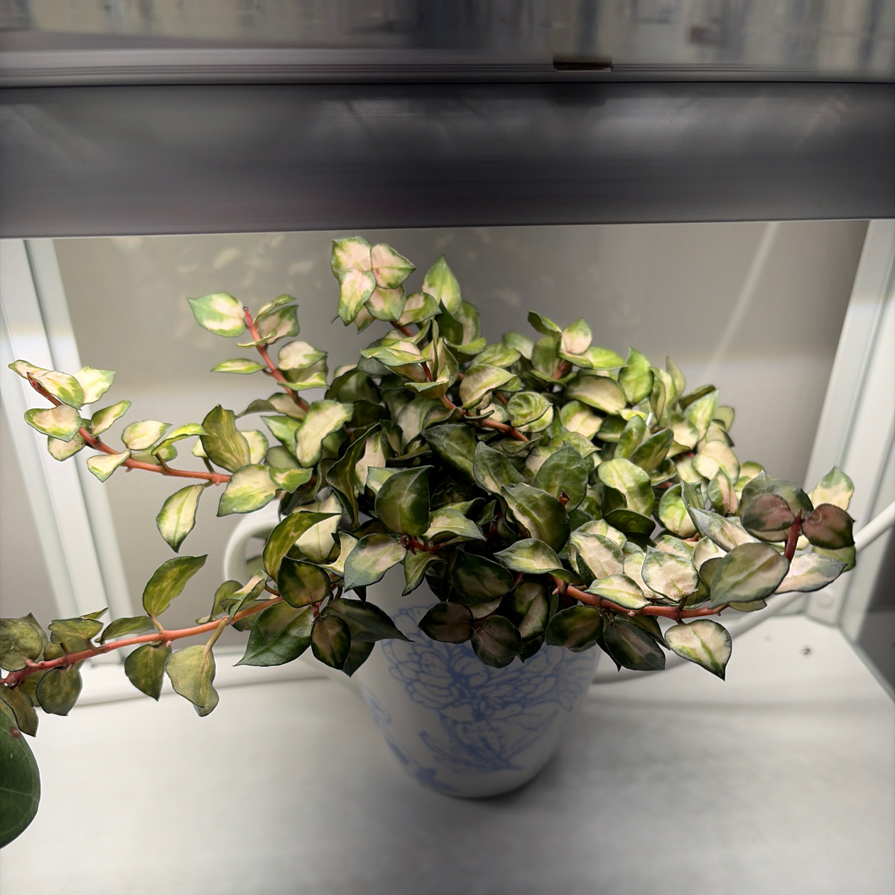 Photo of the plant species Hoya lacunosa ‘Bruno Tricolor' by @BlessedMullein named Hoya lacunosa ‘Bruno Tricolor’ on Greg, the plant care app