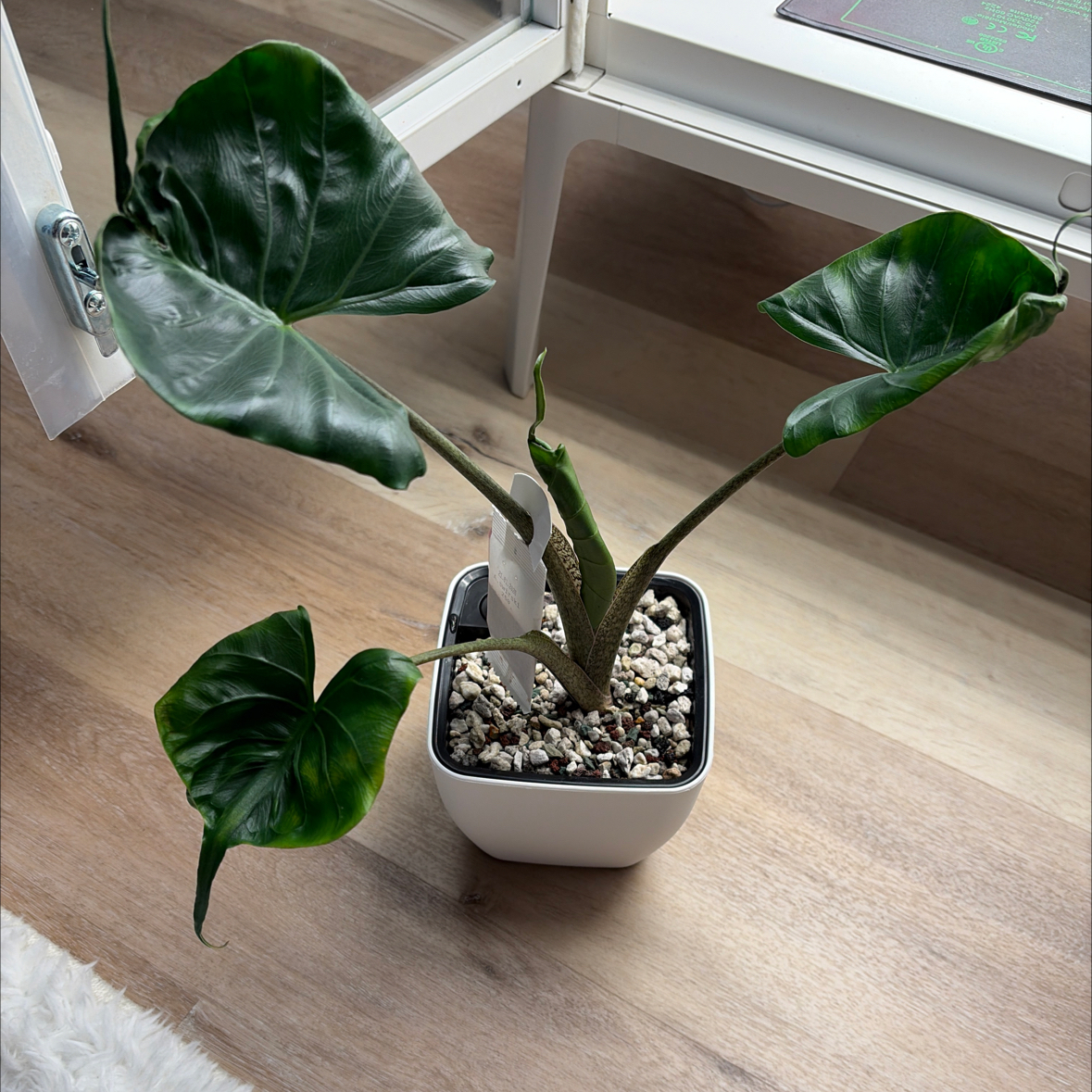 Photo of the plant species Sting Ray by @BlessedMullein named Sting Ray Prop on Greg, the plant care app