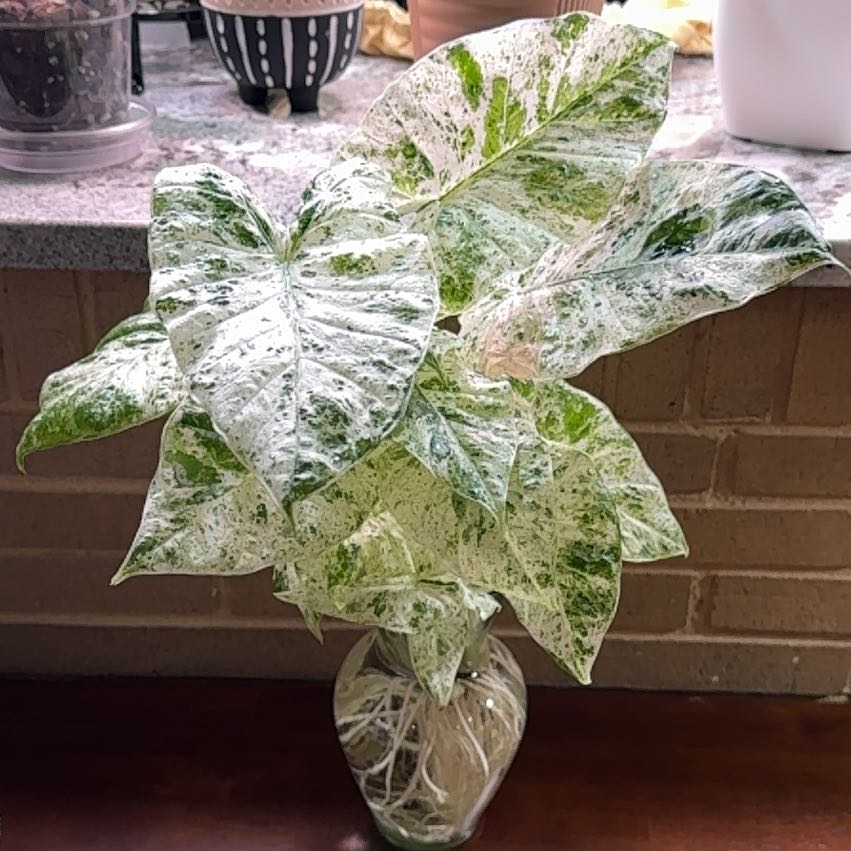 Photo of the plant species Alocasia Camo by @BlessedMullein named Alocasia Macrorrhiza Camouflage Variegata on Greg, the plant care app