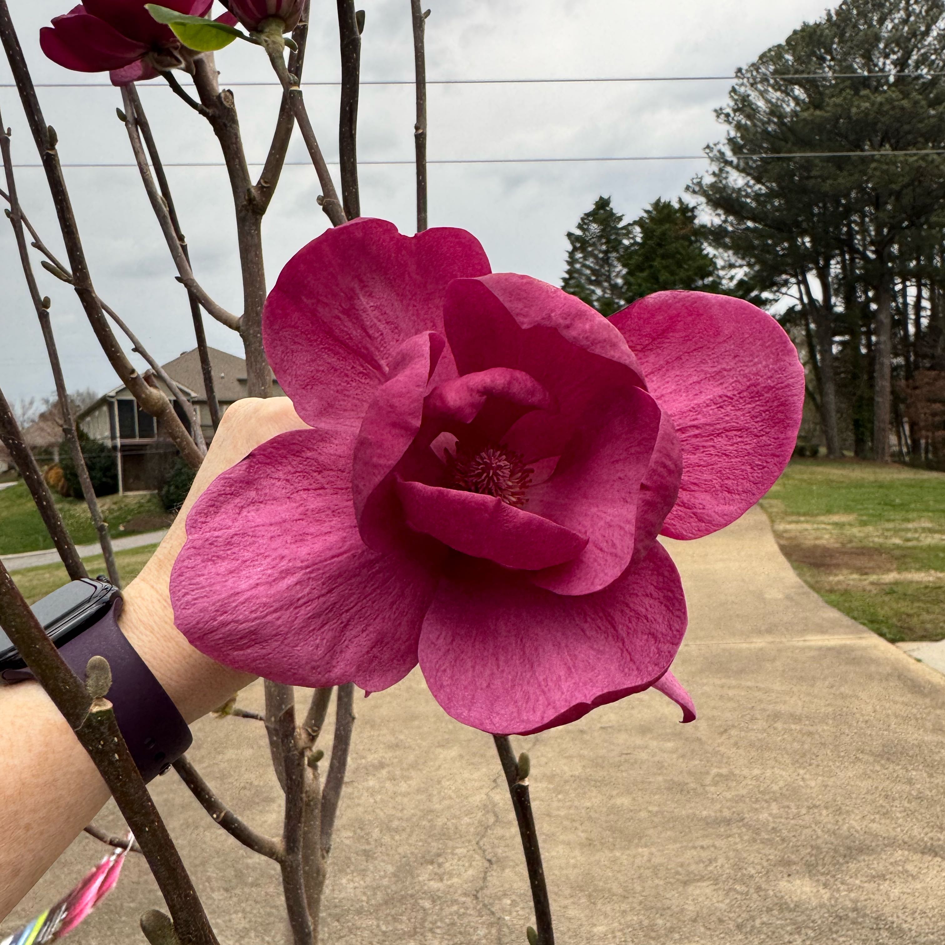 Plant care for Fastigiate Magnolia on Greg, the plant care app