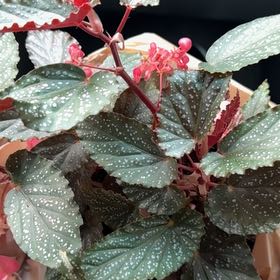 Photo of the plant species Begonia 'Pink Spot' by @BlessedMullein named Begonia maculata 'Pink Spot' on Greg, the plant care app