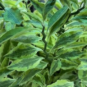 Photo of the plant species Pedilanthus tithymaloides 'Variegata' by @BlessedMullein named Pedilanthus tithymaloides ‘Variegata’ on Greg, the plant care app
