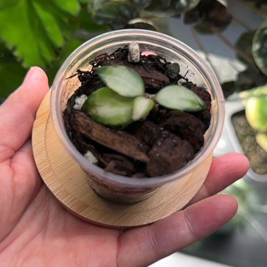 Photo of the plant species Hoya lacunosa ‘Bruno Tricolor' by @BlessedMullein named Hoya lacunosa ‘Bruno Tricolor’ on Greg, the plant care app