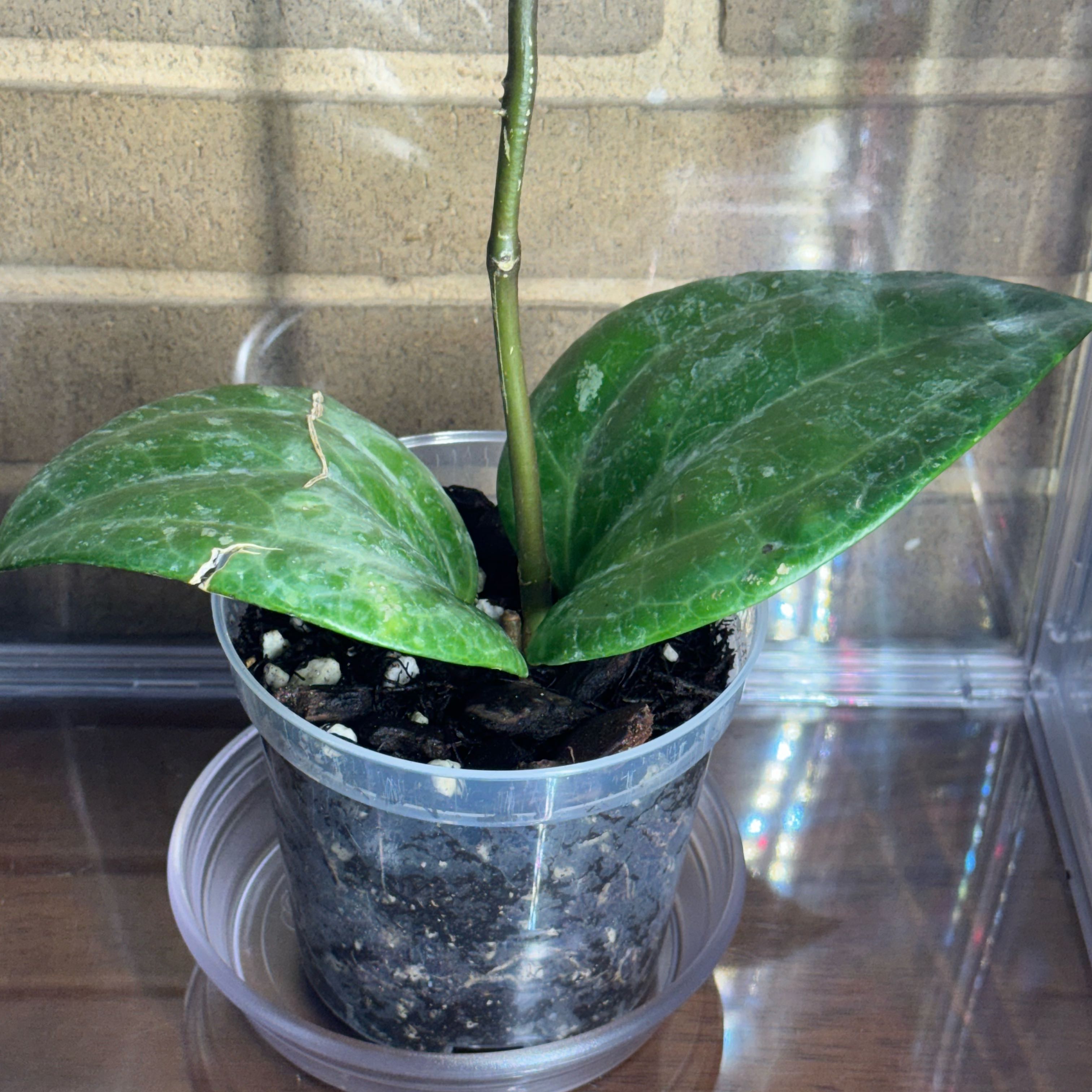 Photo of the plant species Hoya Sulawesi by @BlessedMullein named Hoya latifolia (Sulawesi GPS 8867) on Greg, the plant care app