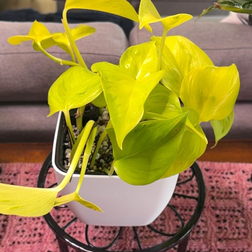 Photo of the plant species Teruno Champs-Elysees Pothos by @BlessedMullein named Teruno Champs-Elysees Prop on Greg, the plant care app