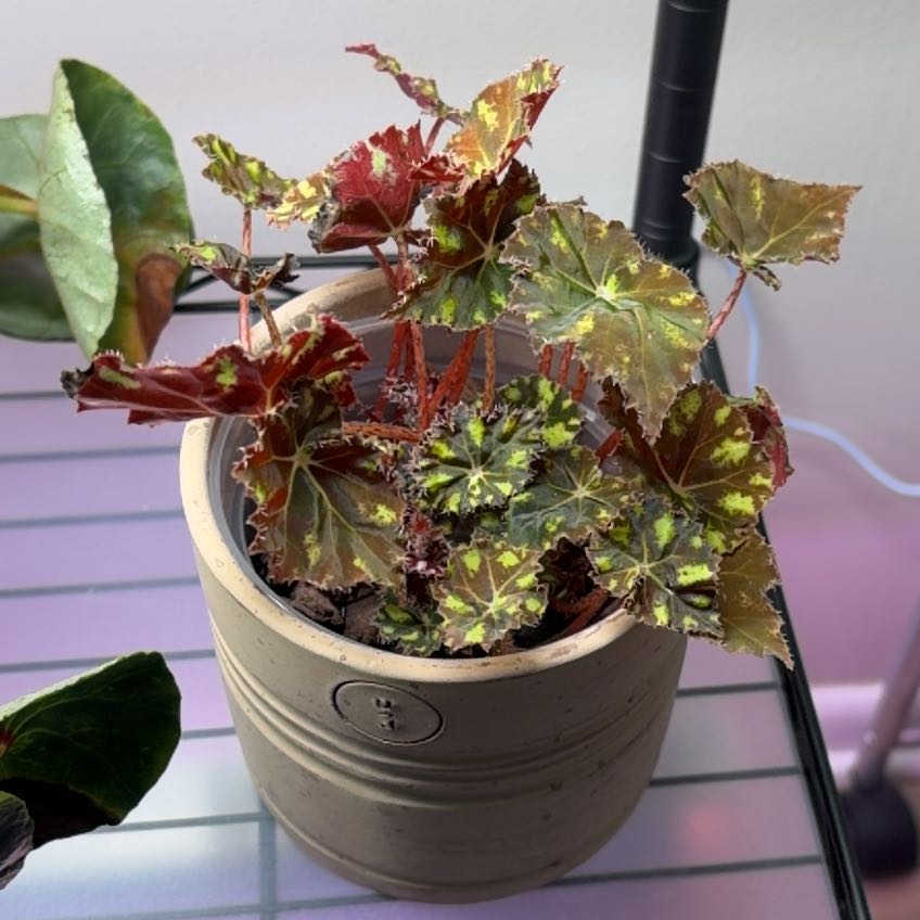 Photo of the plant species Begonia Kit Kat by @BlessedMullein named Begonia Kit Kat prop on Greg, the plant care app