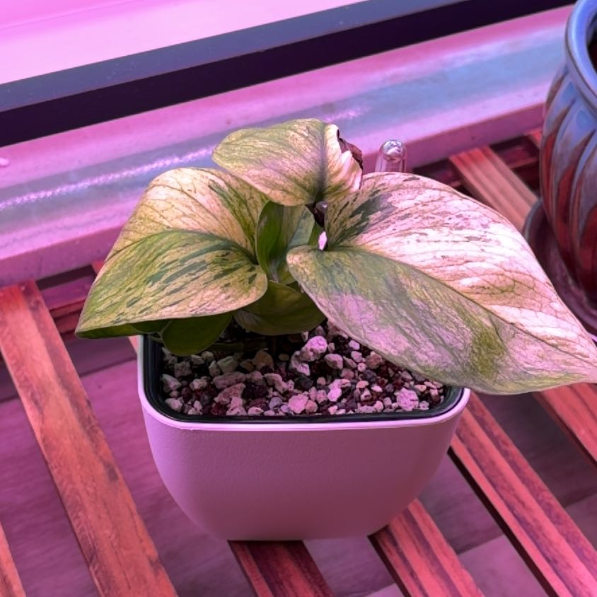 Photo of the plant species Jessenia Pothos by @BlessedMullein named Jessenia Pothos Prop on Greg, the plant care app