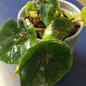 Photo of the plant species Red Ruby Begonia by @BlessedMullein named Red Ruby Prop on Greg, the plant care app