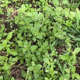 Photo of the plant species Bunchberry by @TenablePukatea named Rihanna on Greg, the plant care app