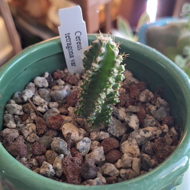 Photo of the plant species Spiralis by @OodlesLithop named Corky on Greg, the plant care app