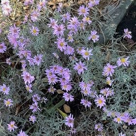 Photo of the plant species Hawkesbury Daisy by @ReassuringAgave named Planty on Greg, the plant care app