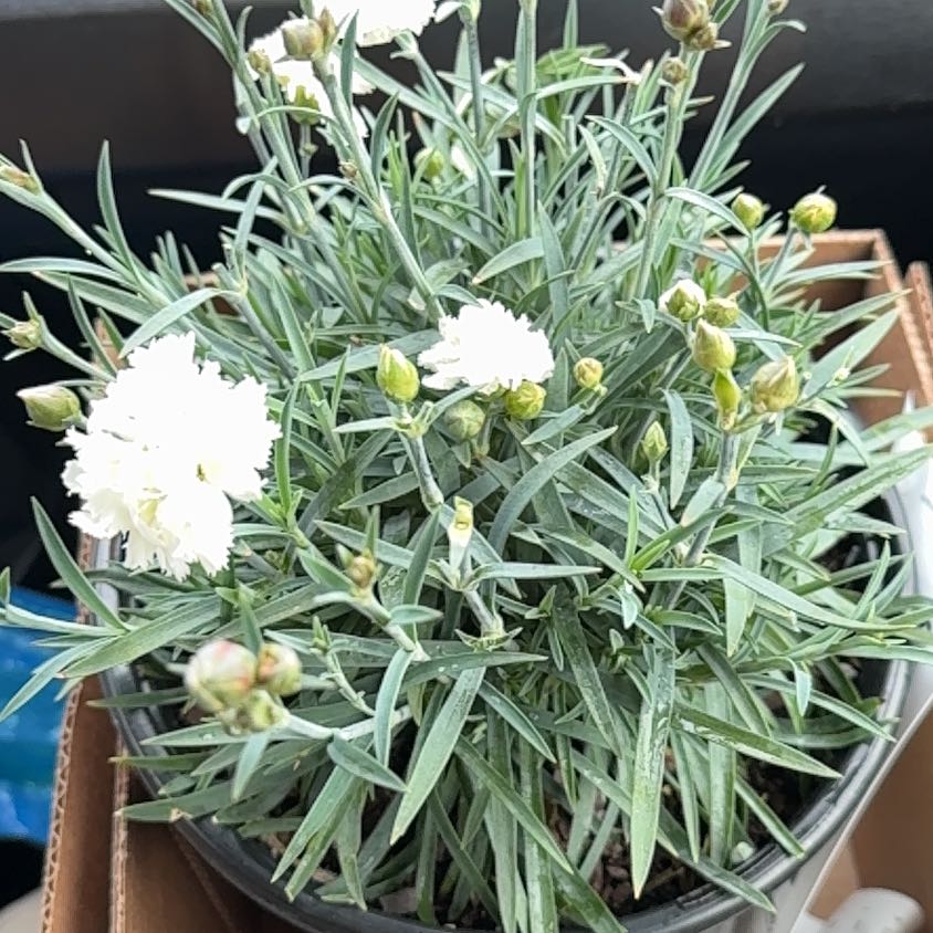Photo of the plant species Dianthus 'Early Bird Frosty' by @BusyWildcelery named Frosty on Greg, the plant care app