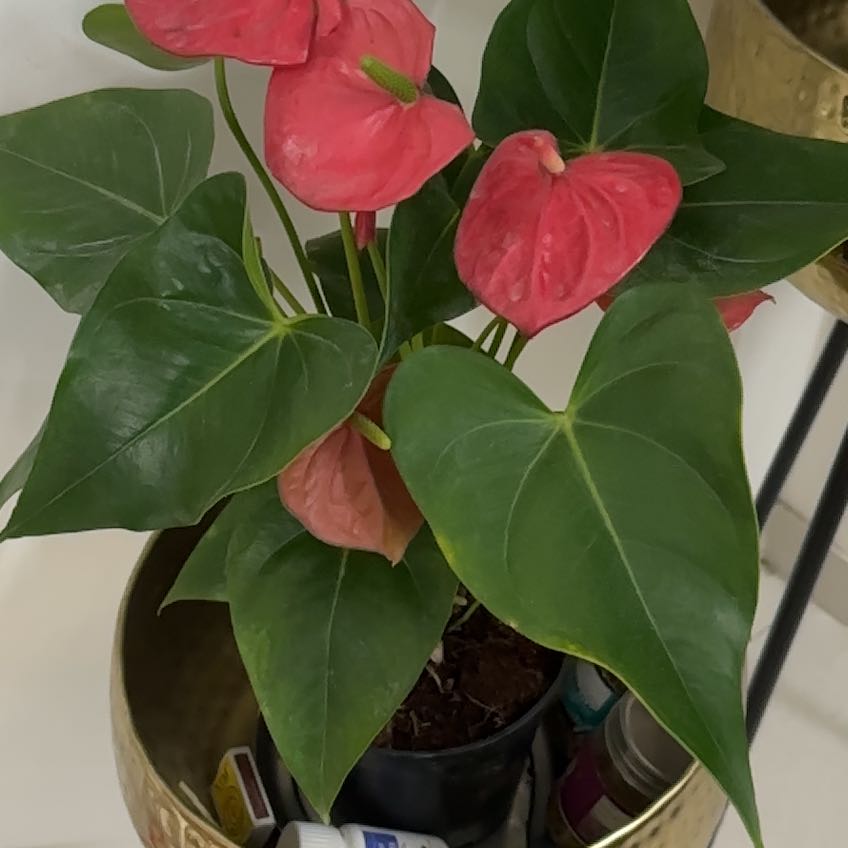 Photo of the plant species Peace Lily by @GladBlackbulgar named Walt on Greg, the plant care app