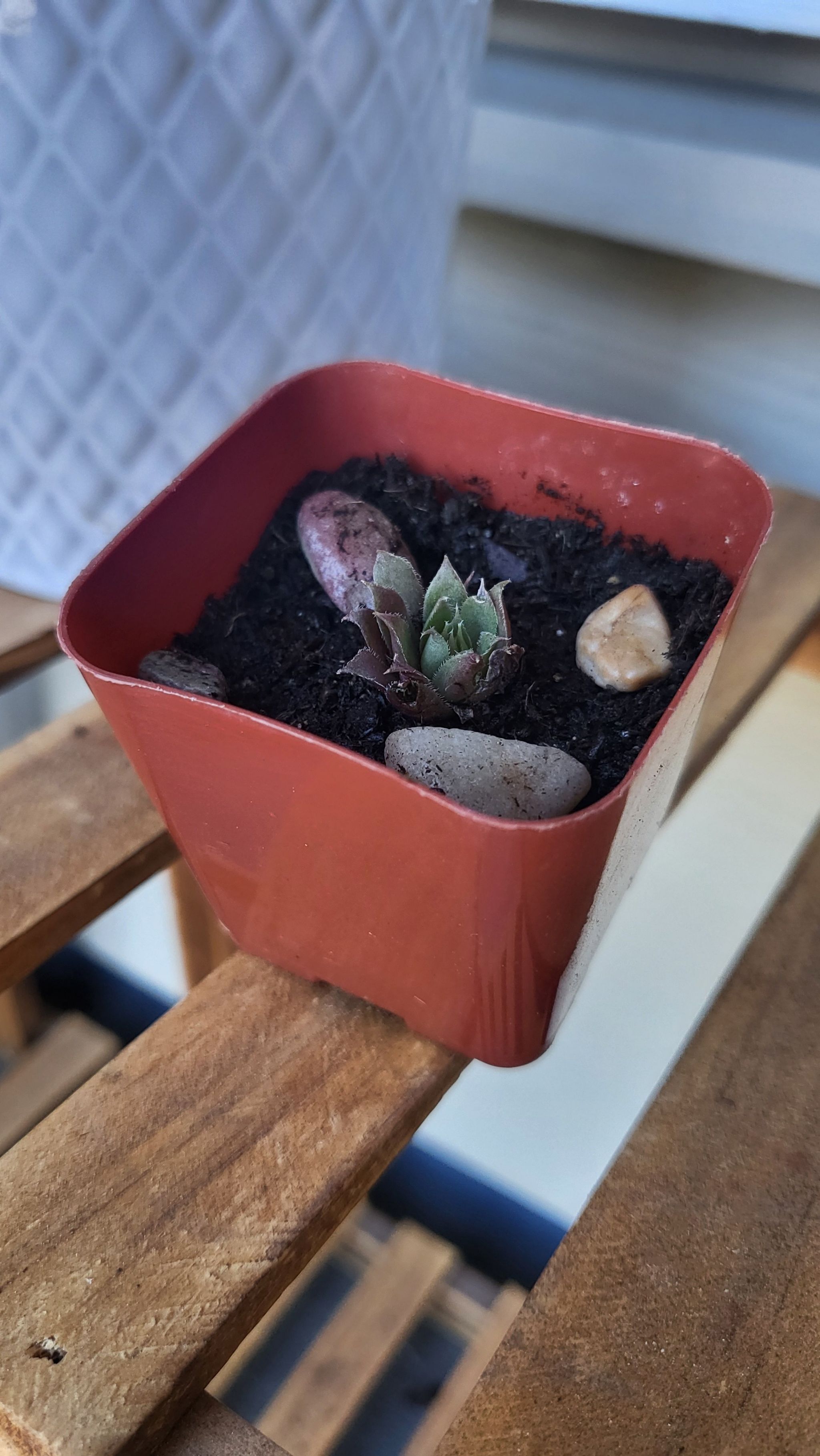 Photo of the plant species Centennial Hens and Chicks by @PoshAzurebluet named Lil Leonardo on Greg, the plant care app