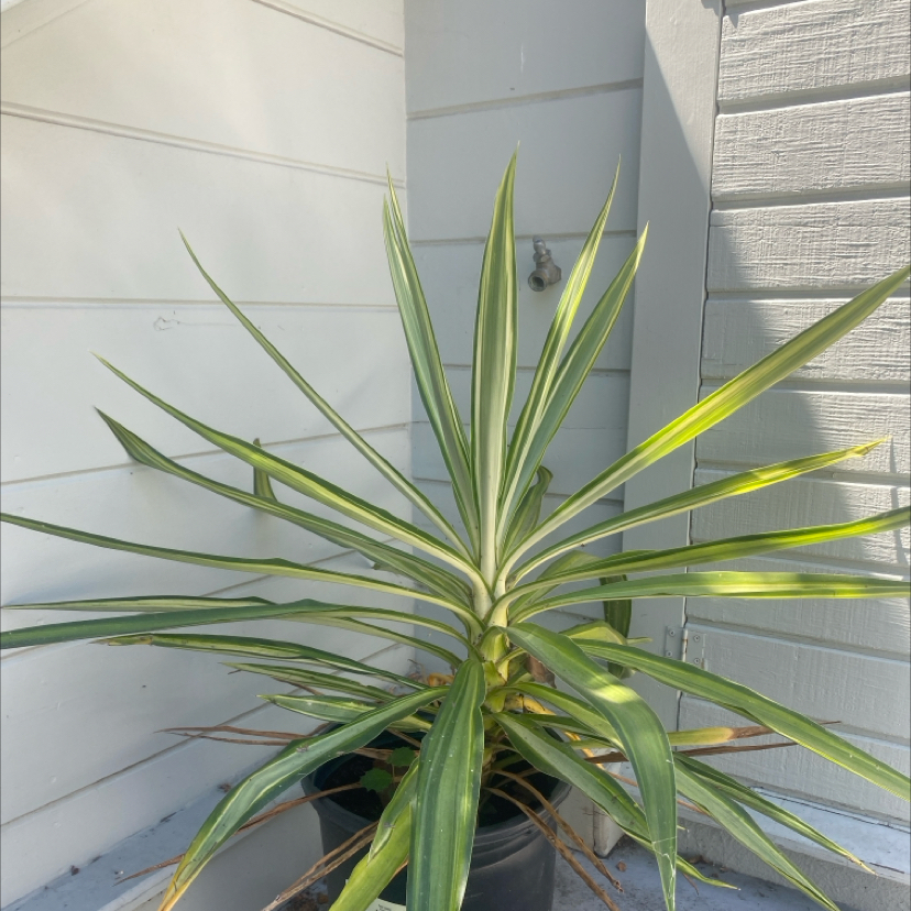 Photo of the plant species Yucca. by @LimberHardpine named Planty on Greg, the plant care app