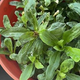 Photo of the plant species Common Snapdragon by @LaudableAlfalfa named Kobe on Greg, the plant care app