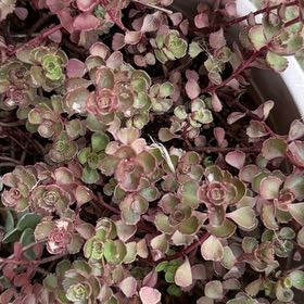 Photo of the plant species Dragon's Blood Stonecrop by @KatieMufasa named Naomi on Greg, the plant care app