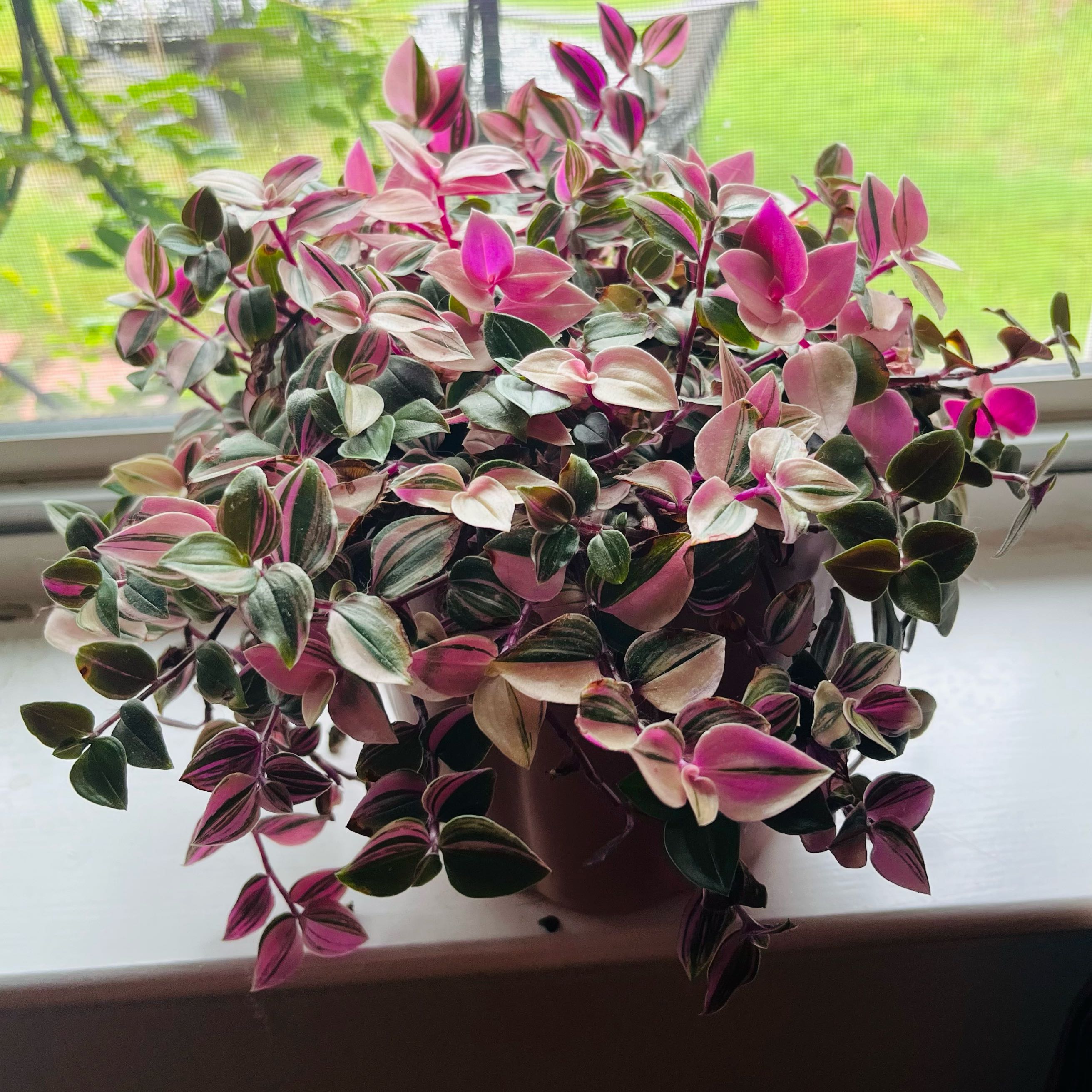 Photo of the plant species Tradescantia by @SubstantWildyam named Wall-E on Greg, the plant care app