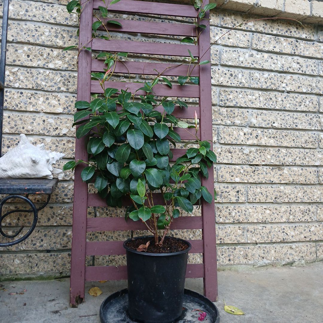 Photo of the plant species Aloha Mandevilla by @StirringHautree named Mollie on Greg, the plant care app