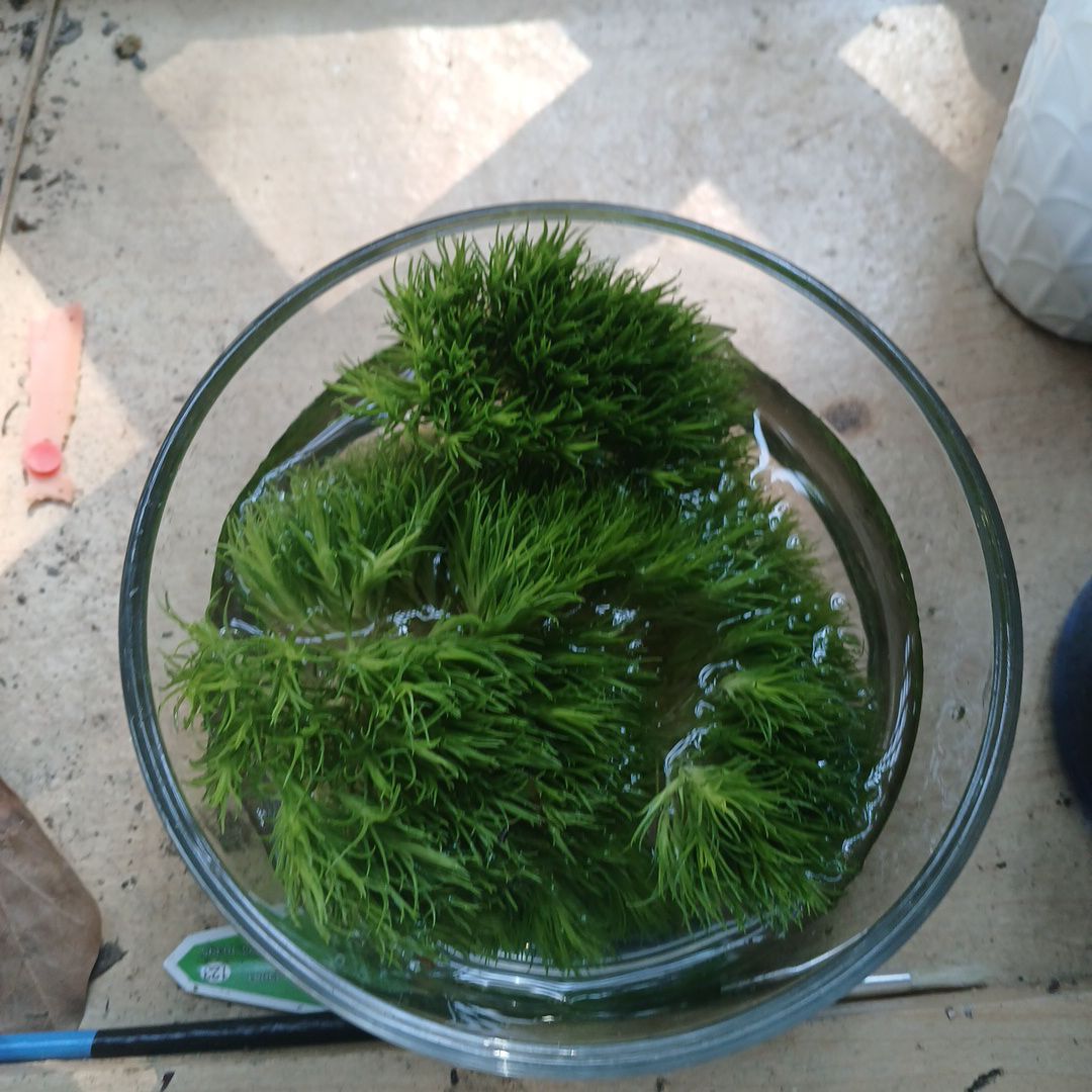Propagating dianthus green trick
