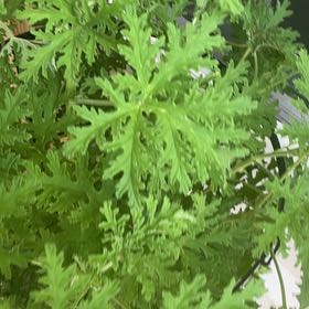 Photo of the plant species Citronella mucronata by @BoldMeloncactus named Sanders on Greg, the plant care app