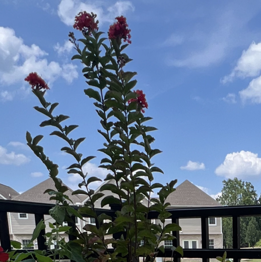 Photo of the plant species Sioux Crape Myrtle by @FullColtsfoot named Duke on Greg, the plant care app