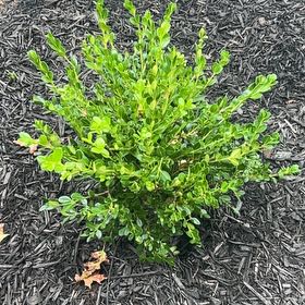 Photo of the plant species Buxus microphylla by @ZingManchineel named Fernie Mercury on Greg, the plant care app