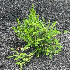 Photo of the plant species Buxus microphylla by @ZingManchineel named Maya on Greg, the plant care app