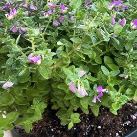 Photo of the plant species Myrtle-Leaf Milkwort by @CongenialFeijoa named Harry on Greg, the plant care app