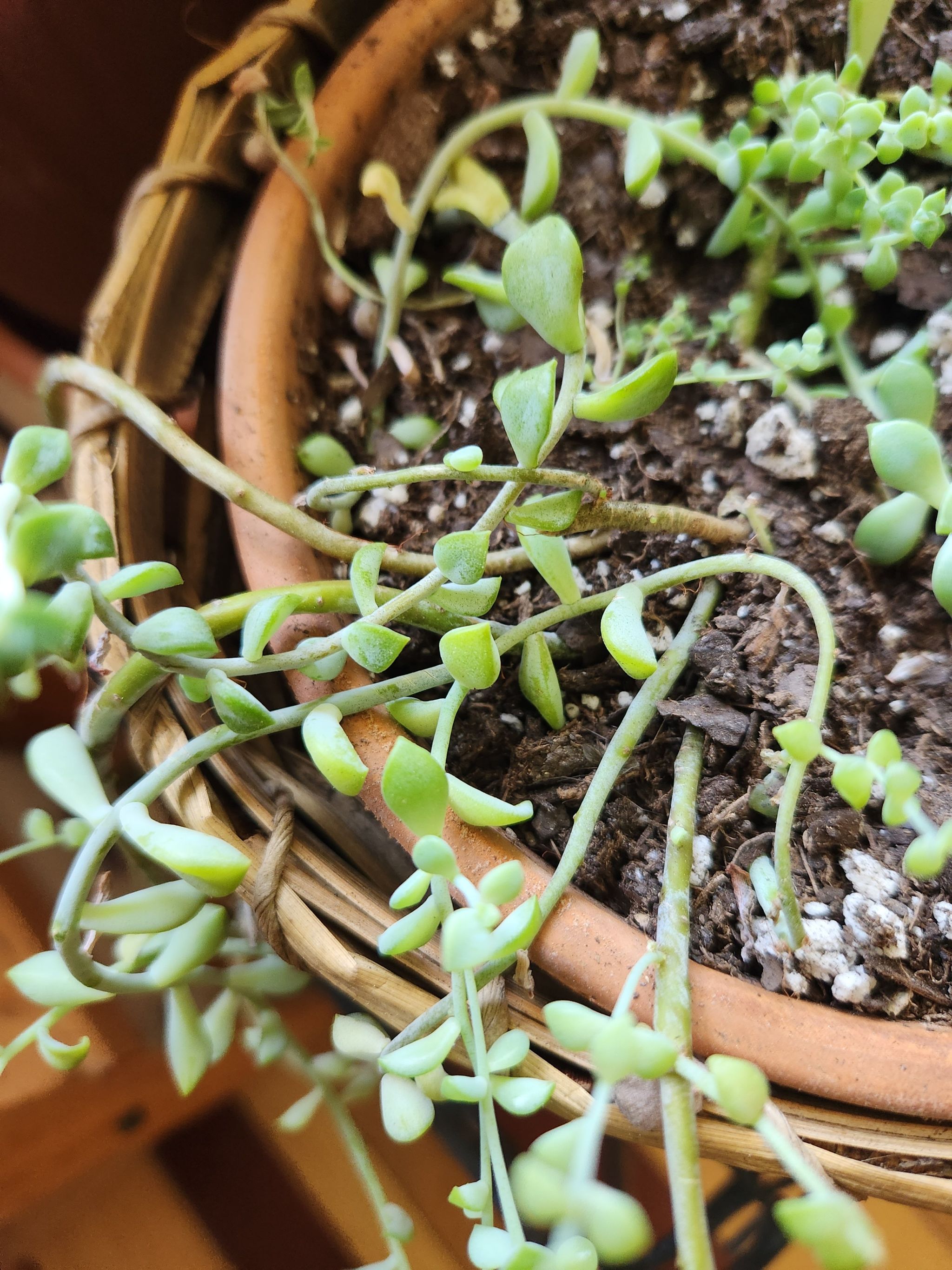 Photo of the plant species Graptopetalum mendozae by @FavoredTozzia named Luna on Greg, the plant care app