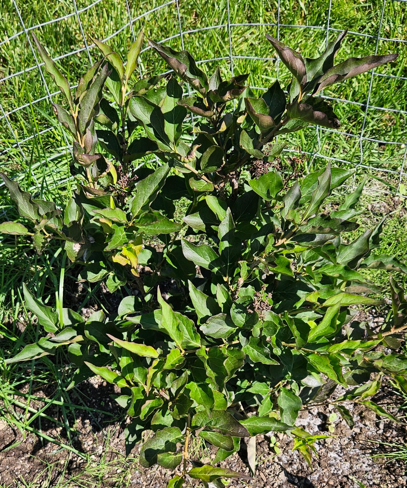 🌸 Why Baby Kim Lilac Is A Perennial Plant