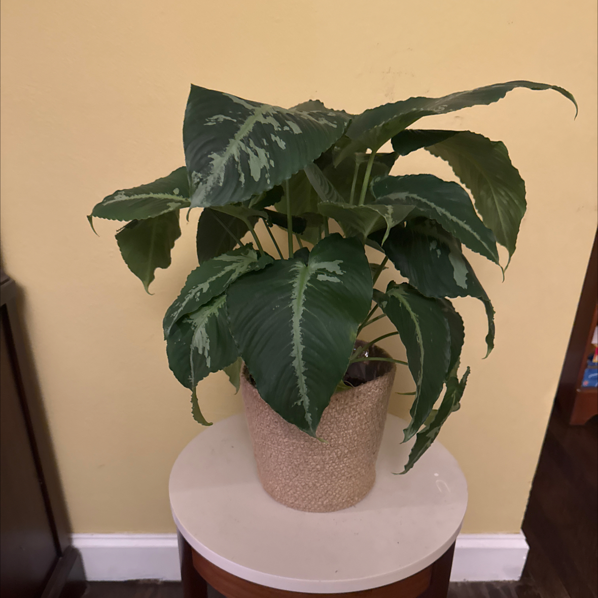 Photo of the plant species Schismatoglottis by @DaringPhysicnut named Eugene on Greg, the plant care app