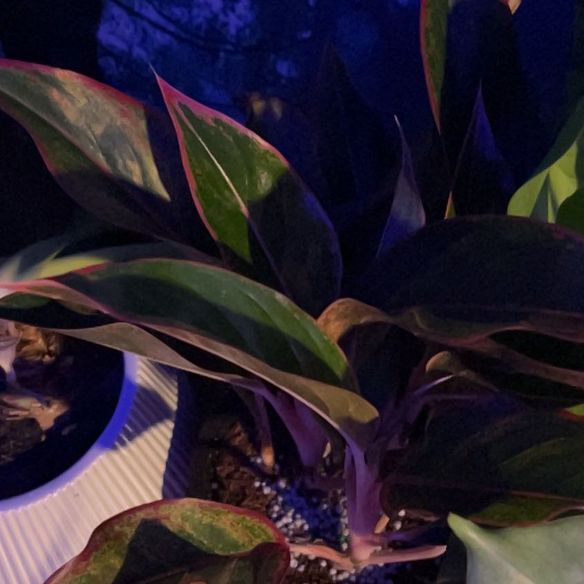 Photo of the plant species Red Chinese Evergreen by @FamouslyRosilla named Robert Plant on Greg, the plant care app