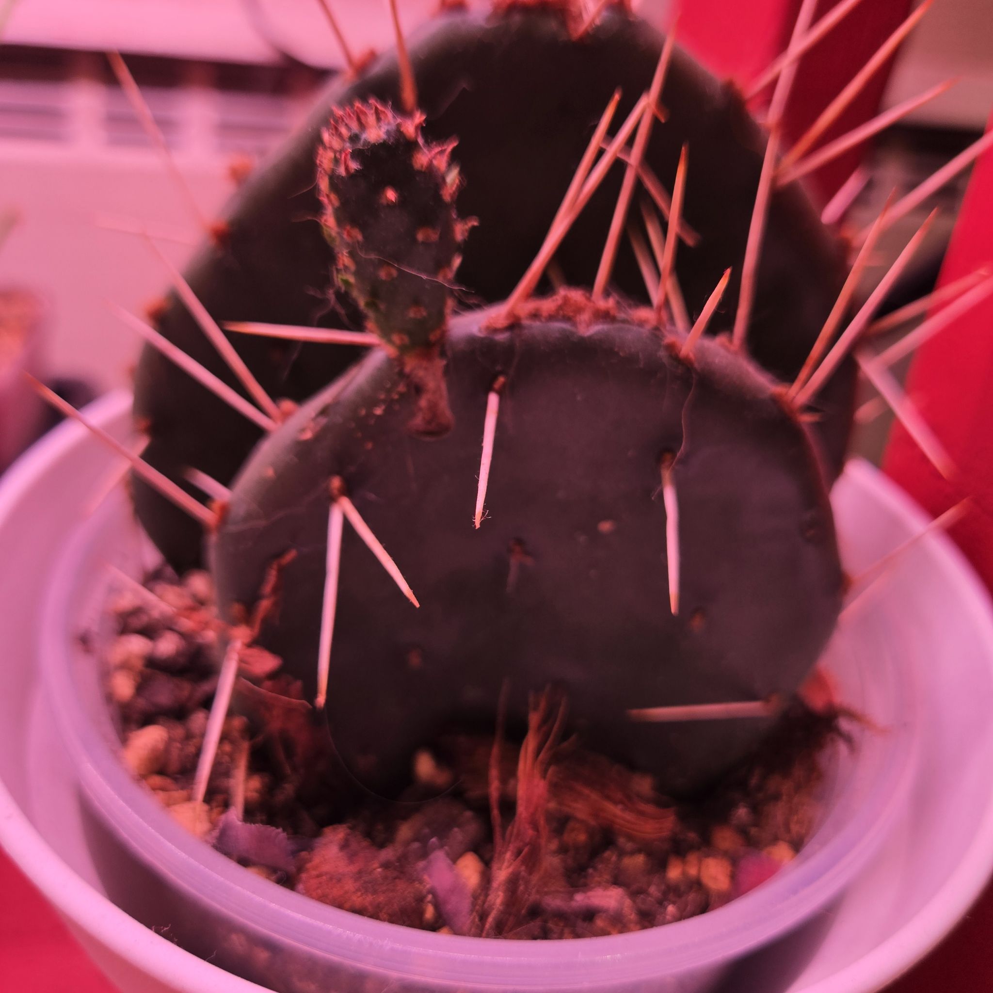 Photo of the plant species prickly pear by @QuietCanadaplum named Spike on Greg, the plant care app