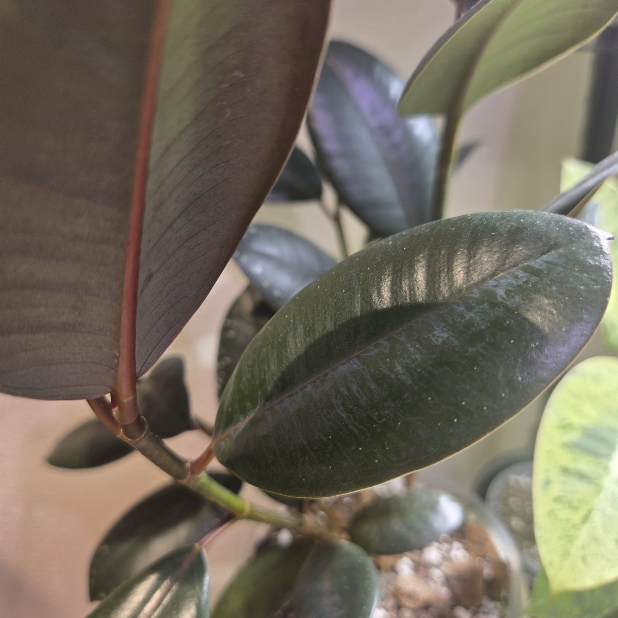 Photo of the plant species Rubber Plant 'Abidjan' by @QuietCanadaplum named Nemo on Greg, the plant care app