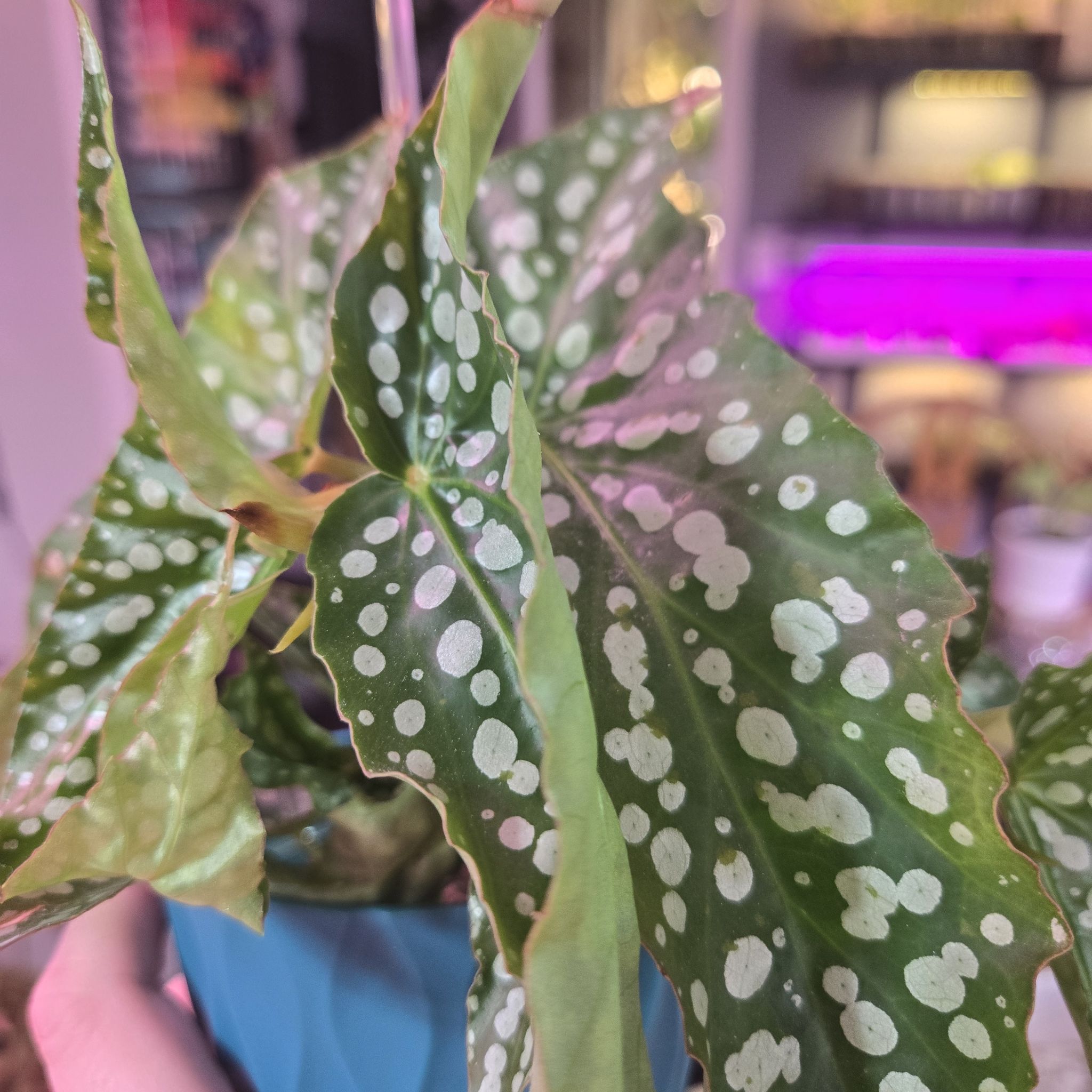 Photo of the plant species Begonia 'Angel My Special Angel' by @QuietCanadaplum named Guardian on Greg, the plant care app