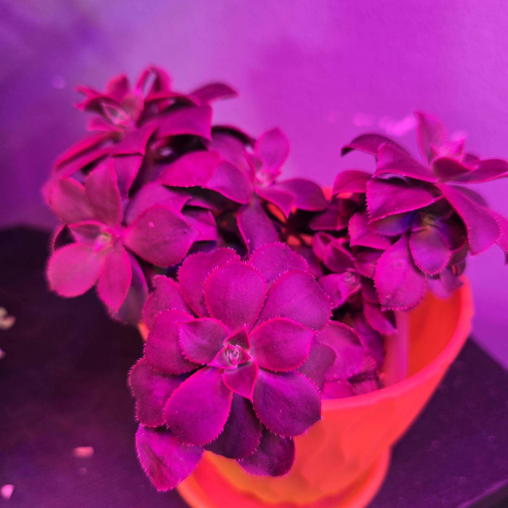 Photo of the plant species Aeonuim leucoberpharum by @QuietCanadaplum named Medusa on Greg, the plant care app