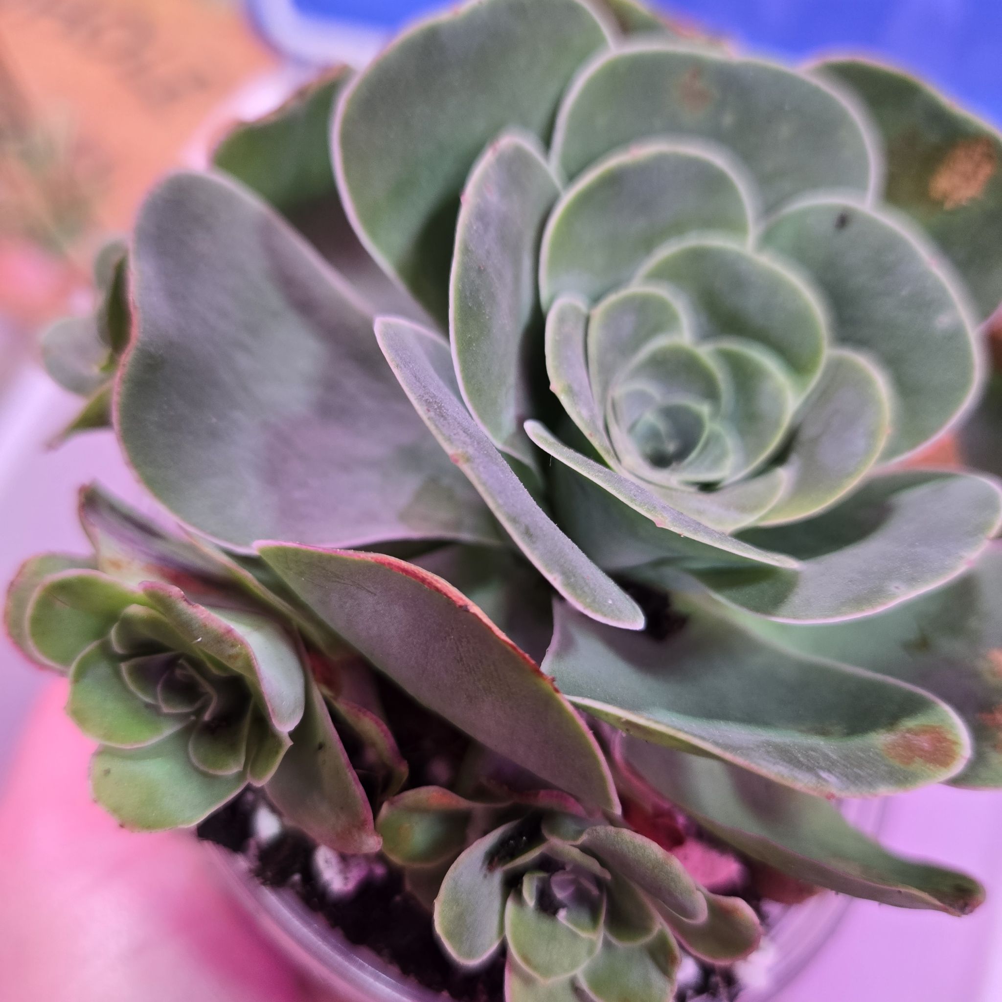 Photo of the plant species Mountain Rose by @QuietCanadaplum named Starry on Greg, the plant care app